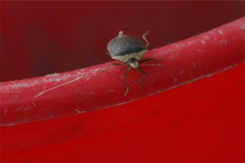 Réf. 336 925 : Nezara viridula